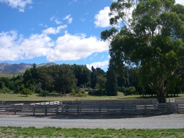 Wooden stockyards and a large gum tree with mountains in the background.