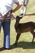 A person hand-feeding a young deer on a lawn.