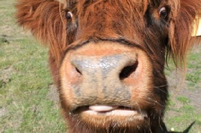 A close-up of a shaggy Highland cow's face.