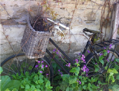 An old bicycle with a wicker front basket leaning against a stone wall, surrounded by purple flowering vines