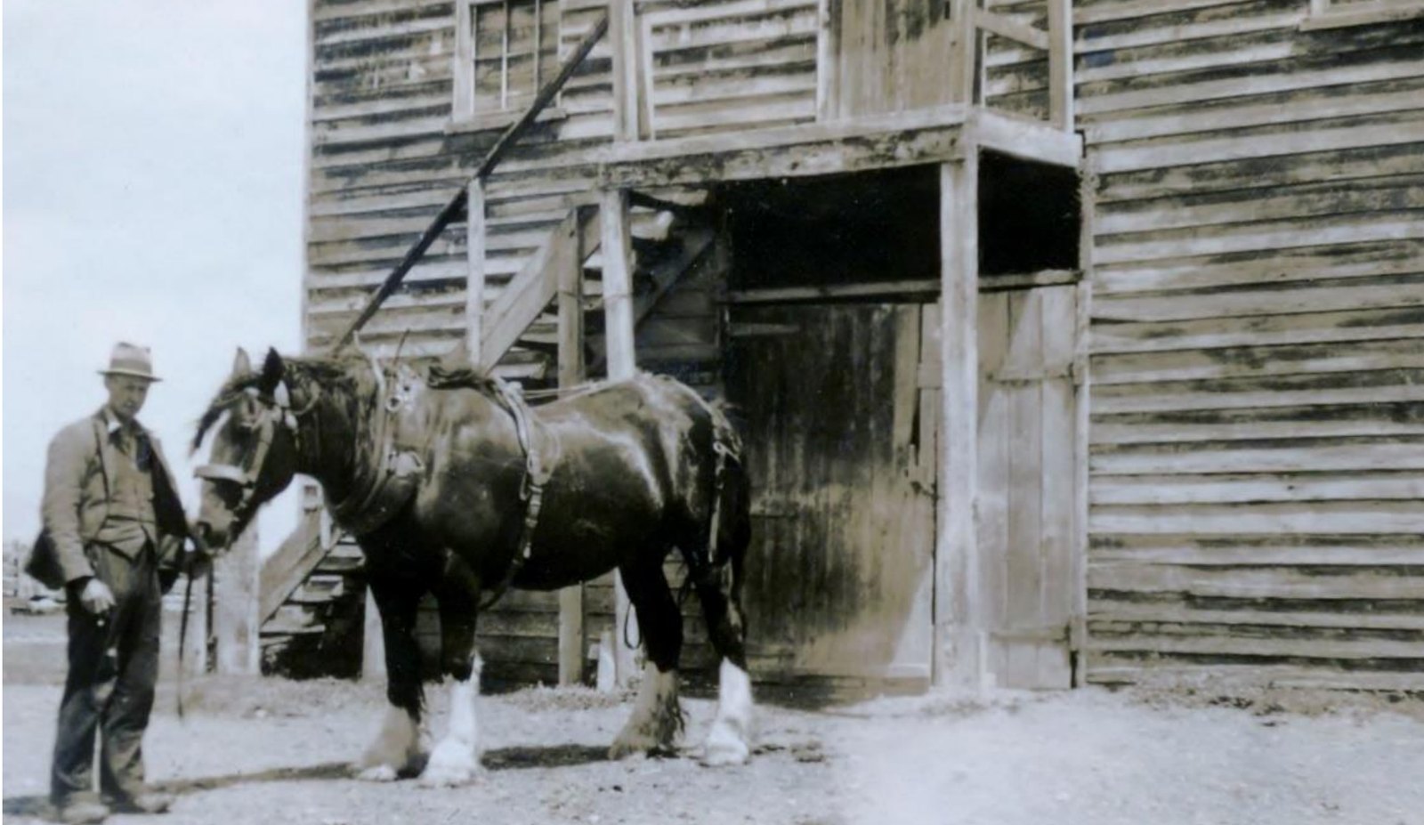 Photograph of a man in a hat and work clothes holding the bridle of a harnessed draught horse beside a large weatherboard stable with an open doorway and an outside stair