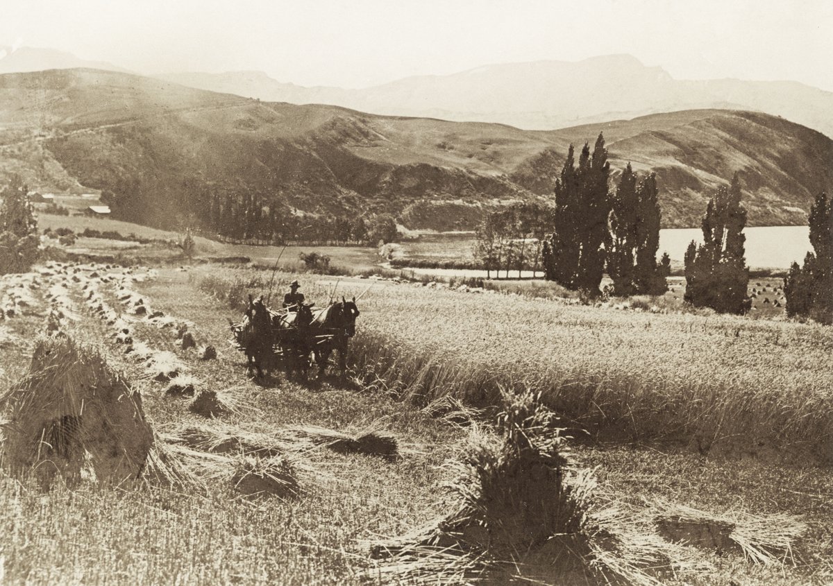 Sepia photograph of a man driving a horse-drawn reaper through a field of oats, stooks in rows beside him, with poplars, the lake and bare hills behind